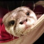 Otter Kotaro Baby