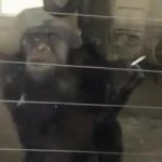 Chimp high GIF Template