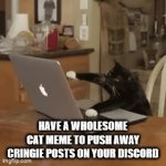 Anti-cringe meme | HAVE A WHOLESOME CAT MEME TO PUSH AWAY CRINGIE POSTS ON YOUR DISCORD | image tagged in gifs,cats,wholesome | made w/ Imgflip video-to-gif maker