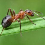 cool ant facts