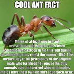Cool Ant Fact | COOL ANT FACT; Males of at least one fire ant are still just the winged, short lived reproductive caste as in all ants, but during development they reject the queen's DNA. This means they're all just clones of the original male who fertilized her, one of the only animals ever discovered where the males and females have their own distinct separated gene pools! | image tagged in cool ant facts | made w/ Imgflip meme maker