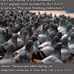 Pigeon War | Fun Fact: During WWII, thousands of NYC pigeons were recruited by the USAAF to serve as "Precision Bombing Instructors."; Above: Photograph taken during an induction ceremony in New York City (circa 1942). | image tagged in pigeon war,fun fact | made w/ Imgflip meme maker