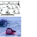 unscary dolphin vs scary dolphin