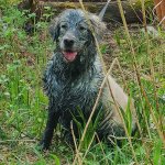 Muddy Golden Retriever