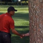 Tiger Woods Tree Shake