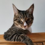 Cat Tell me more