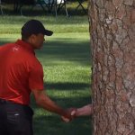 Tiger Shaking Hands With Tree