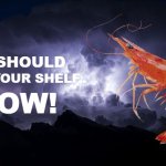 You should krill your shelf now