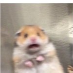 FR | WHEN YOUR SLEEPING AND HERE A DOOR OPEN: | image tagged in scared hamster | made w/ Imgflip meme maker