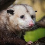 Sad Opossum