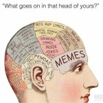 The average brain