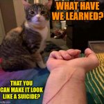 cats | WHAT HAVE WE LEARNED? THAT YOU CAN MAKE IT LOOK LIKE A SUICIDE? | image tagged in cats | made w/ Imgflip meme maker