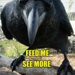 Feed Me | FEED ME; SEE MORE | image tagged in feed me,crows,prophecy,magic,birds of a feather,friendship | made w/ Imgflip meme maker