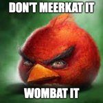 Realistic Red Angry Birds | DON'T MEERKAT IT; WOMBAT IT | image tagged in realistic red angry birds | made w/ Imgflip meme maker