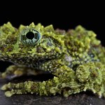 Moss frog