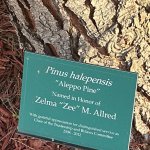 Aleppo Pine template