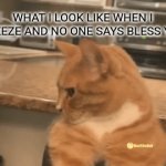 Looksmaxx cat | WHAT I LOOK LIKE WHEN I SNEEZE AND NO ONE SAYS BLESS YOU | image tagged in gifs,mew | made w/ Imgflip video-to-gif maker