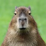 capibara