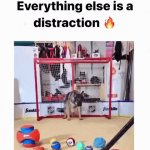 Focus On Your Goals. Everything Else Is a Distraction | image tagged in gifs,focus on your goals everything else is a distraction | made w/ Imgflip video-to-gif maker