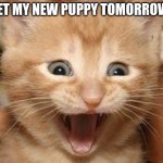 YIPPIE!! YIPPIE!!!! | I GET MY NEW PUPPY TOMORROW!!! | image tagged in memes,excited cat,puppy | made w/ Imgflip meme maker