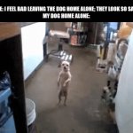 I wonder if they really do this... | ME: I FEEL BAD LEAVING THE DOG HOME ALONE; THEY LOOK SO SAD

MY DOG HOME ALONE: | image tagged in gifs,dogs,relatable,weird | made w/ Imgflip video-to-gif maker