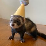 Ferret with birthday hat