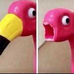 Surprised Flamingo