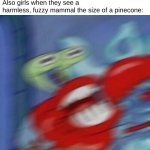 Mouse | Girls: "We're just as brave as boys!"
Also girls when they see a harmless, fuzzy mammal the size of a pinecone: | image tagged in mr krabs blur | made w/ Imgflip meme maker