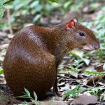 Agouti