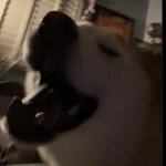 nother friend dog