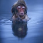 Zen Snow Monkey in Water
