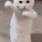 Dancing kitty GIF Template