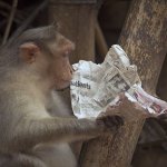 Monkey Holding Paper