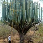 Organ Pipe Cactus template