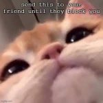 do it | send this to your friend until they block you | image tagged in smug asf cat or shit idk im dumb | made w/ Imgflip meme maker