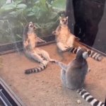 lemurs pointing