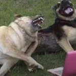 dogs laughing