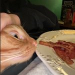 cat with bacon