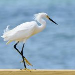 Just another egret