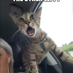 Scared cat | LEFT KAREN, LEFT... THE OTHER LEFT ! | image tagged in scared cat | made w/ Imgflip meme maker