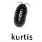 Kurtis