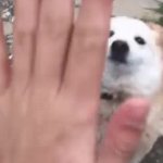 lostwhitewolf GIF Template