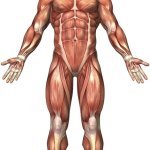 Muscular System template