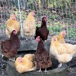 cocks