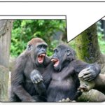 monkeys chatting template