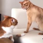 cats GIF Template