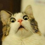 Scared Cat | image tagged in memes,scared cat | made w/ Imgflip meme maker