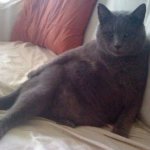 Cat 2