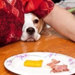 Dog begging for food from table