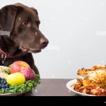 Dog begging for food from table